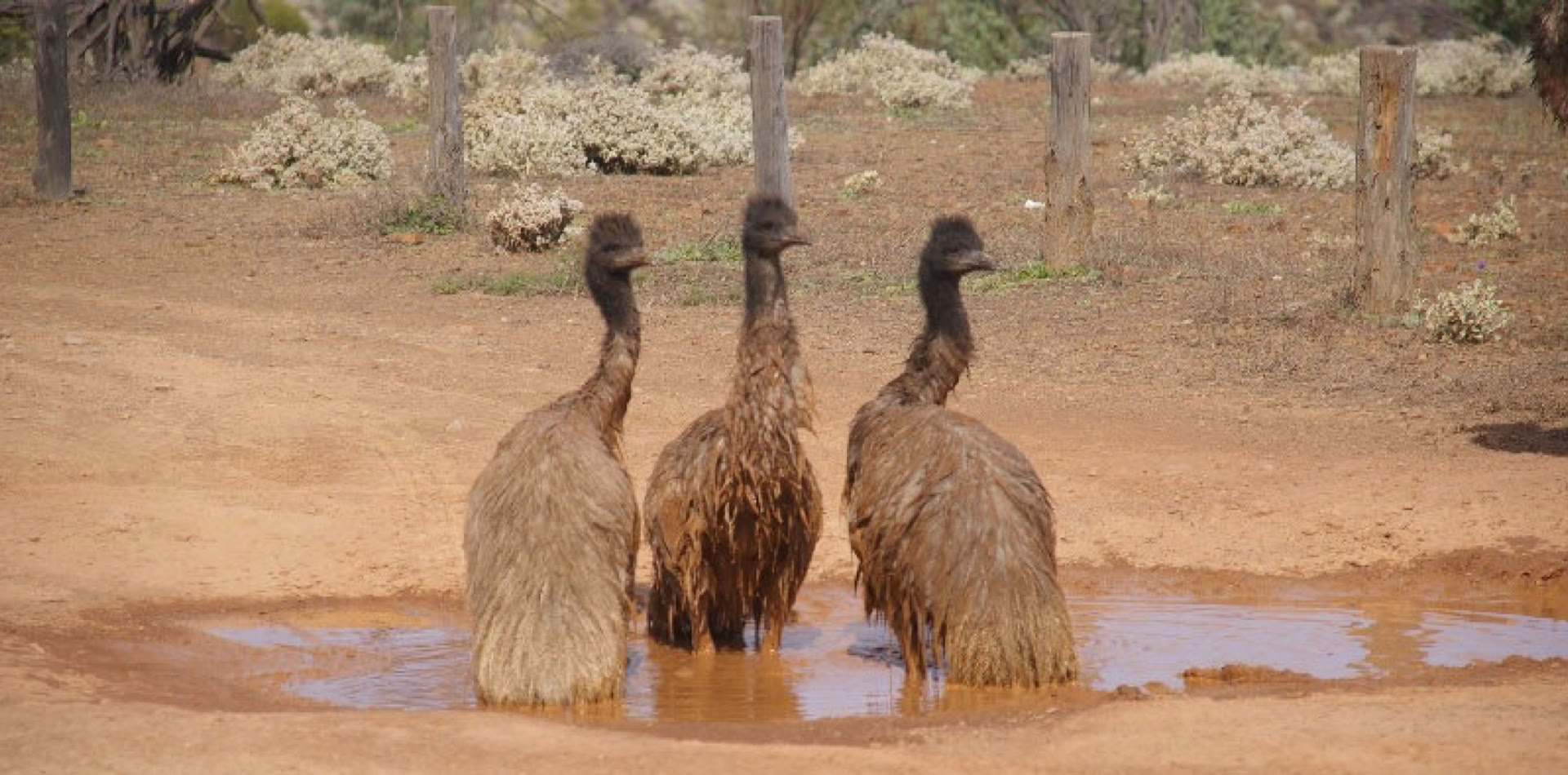 Emu bath seen on Flinders Ranges Tour Emus bathing as seen on Flinders Ranges Tour