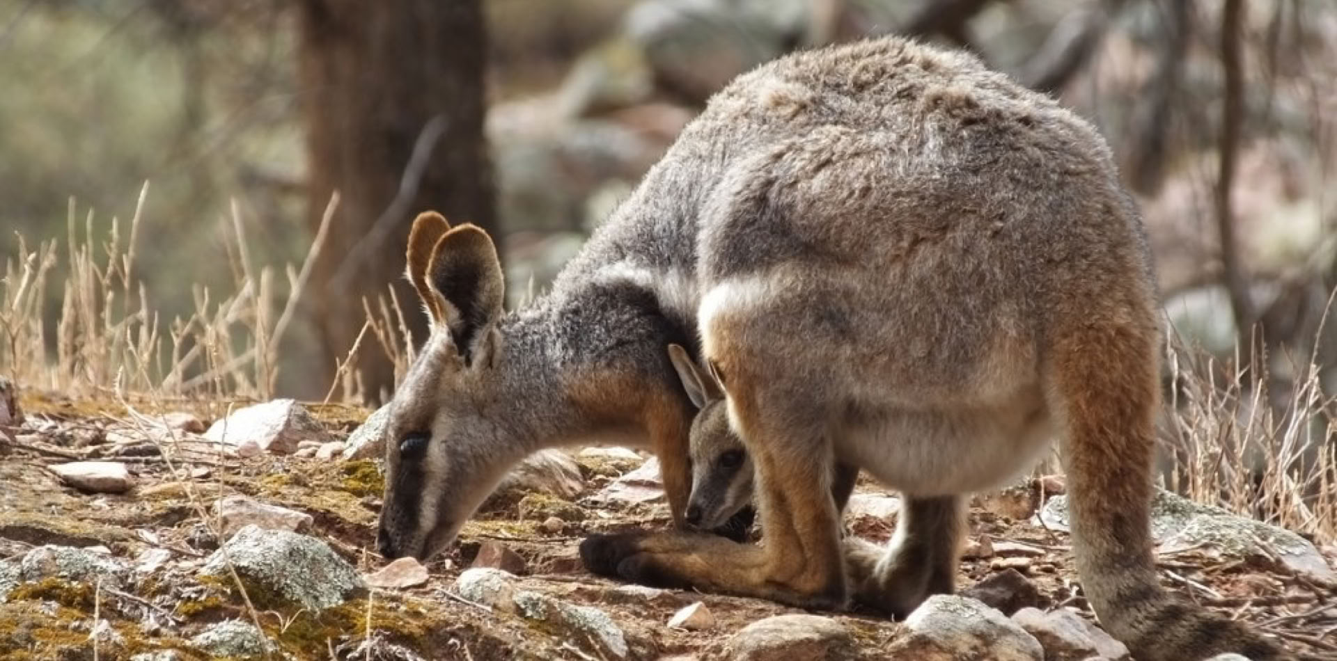 Flinders Ranges Tours Wallaby